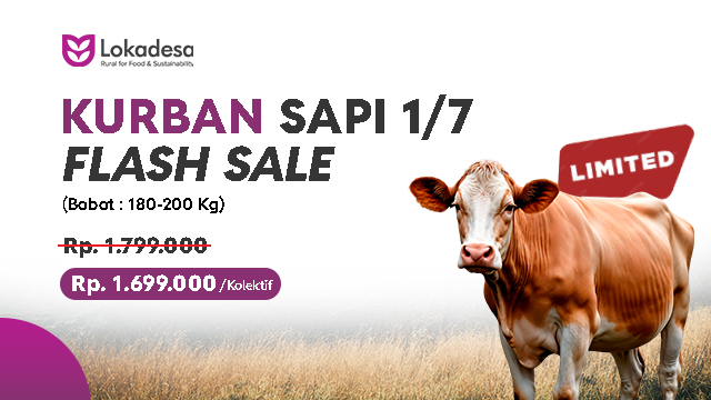 Kurban Sapi Desa Pelosok