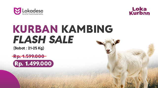 Kurban Kambing Desa Pelosok